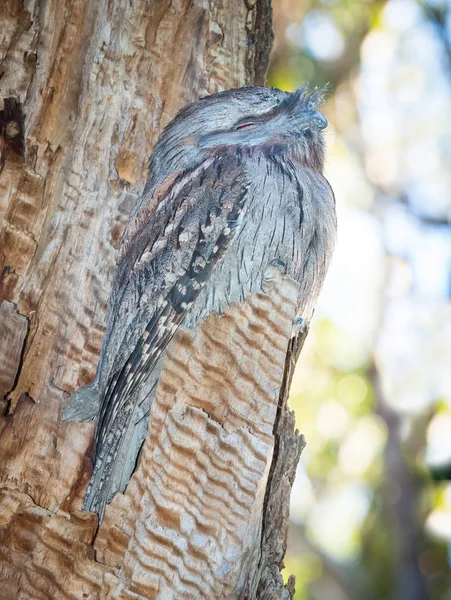 Sleeping Tawny Frogmouth — Stock Photo, Image