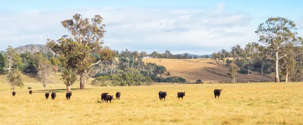 Szarvasmarha Tasmania — Stock Fotó