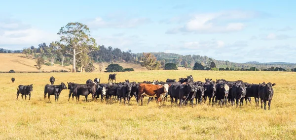 Bovins en Tasmanie Image En Vente