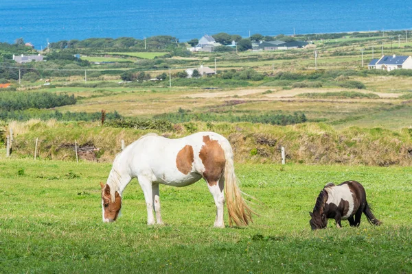 Pâturage de chevaux dans un pâturage irlandais — Photo