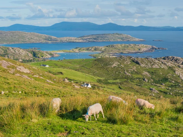 Får bete i Irland — Stockfoto