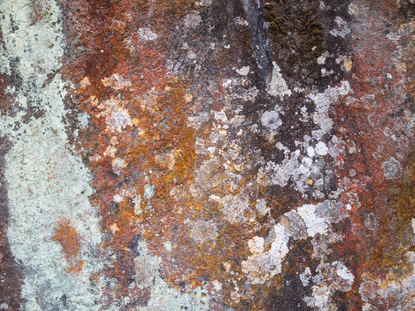 Colorful Lichen Background 