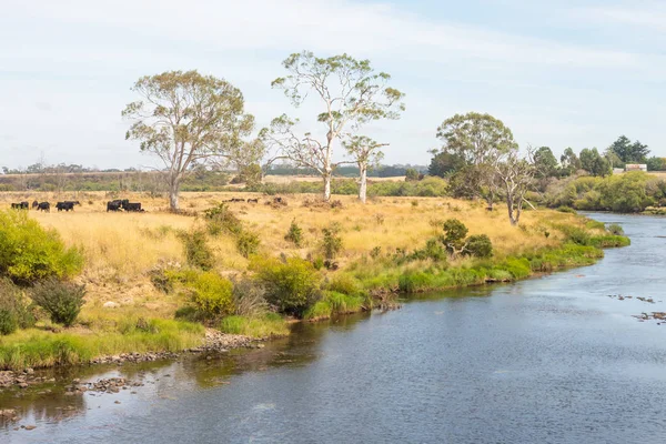 Rinder am Südrand des Flusses — Stockfoto