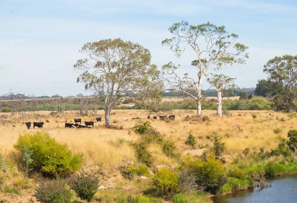 Vee naast de Zuid-Esk rivier — Stockfoto