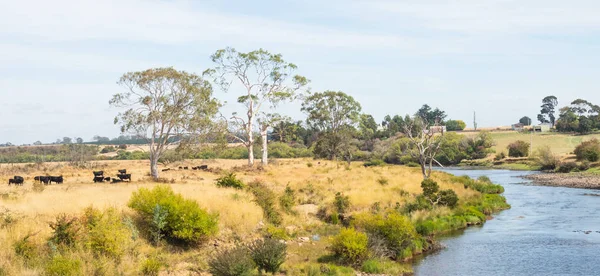 Vee naast de Zuid-Esk rivier — Stockfoto