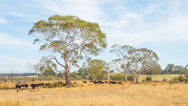 Cattle in Tasmania — Stock Photo, Image