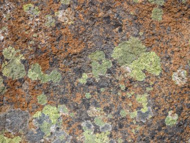 renkli liken arka plan 