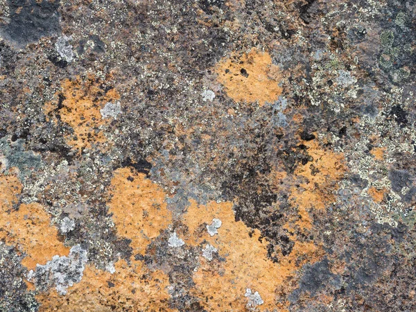 Colorful Lichen Background — Stock Photo, Image