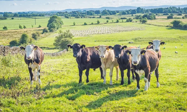 Irländska kor på en äng — Stockfoto