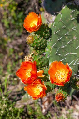 Dikenli armut (Opuntia ficus-indica) Güney Afrika 'da bulunan ve Meksika' dan ithal edilmiş istilacı bir uzaylı türüdür..