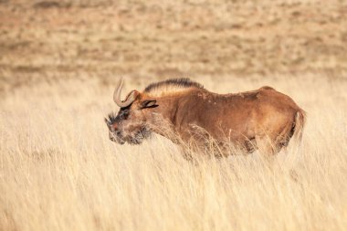 Bir Kara Antilop (Connochaetes gnou), Güney Afrika 'daki Zebra Dağı Ulusal Parkı' nda, dünyanın en nadir bulunan büyük memelilerinden biridir..