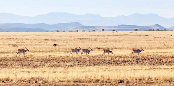 Jordhjord Taurotragus Oryx Nationalparken Mountain Zebra Sydafrikas Östra Udde — Stockfoto