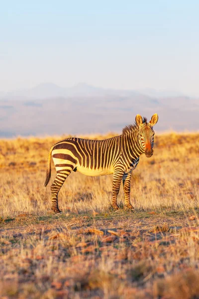 Alert Cape Mountain Zebra Equus Zebra Mountain Zebra National Park — Stock Photo, Image