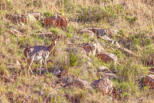 Reedbuck Montañoso Del Sur Peligro Extinción Redunca Fulvorufula Fulvorufula Habita — Foto de Stock