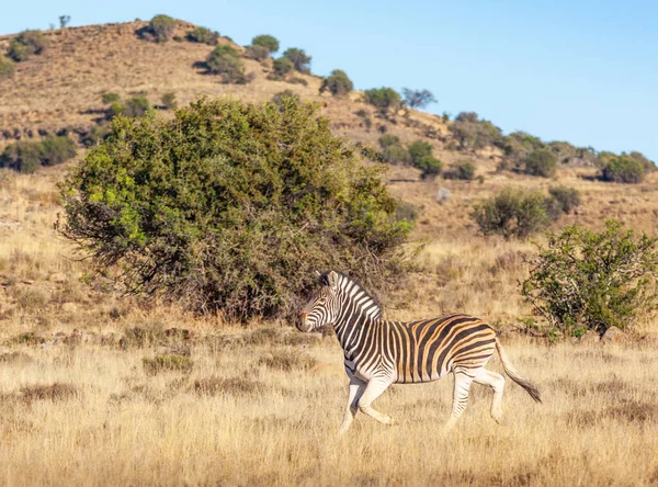 Uma Zebra Burchell Planície Equus Burchelli Correndo Parque Nacional Mountain — Fotografia de Stock