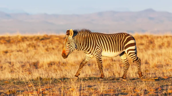 Zebra Górska Equus Zebra Spacerująca Parku Narodowym Mountain Zebra Republice — Zdjęcie stockowe