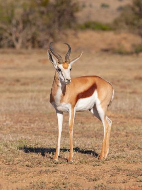 Güney Afrika 'daki Zebra Ulusal Parkı' nda bir springbok koçu (Antidorcas marsupialis)..