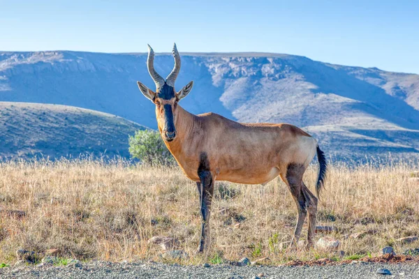 南アフリカのマウンテン ゼブラ国立公園にあるレッド ハーテベスト Alcelaphus Buselaphus — ストック写真