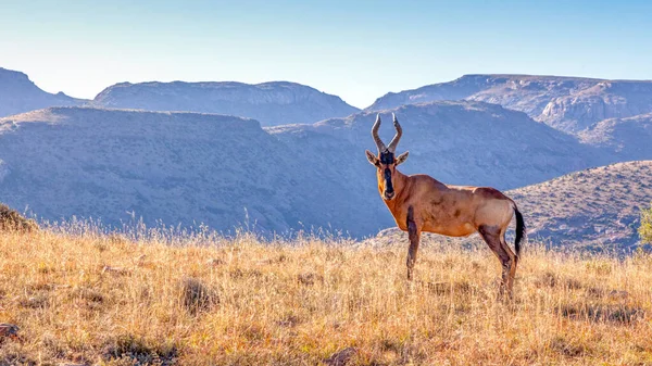 南非斑马山国家公园中的红斑螨 Alcelaphus Buselaphus — 图库照片