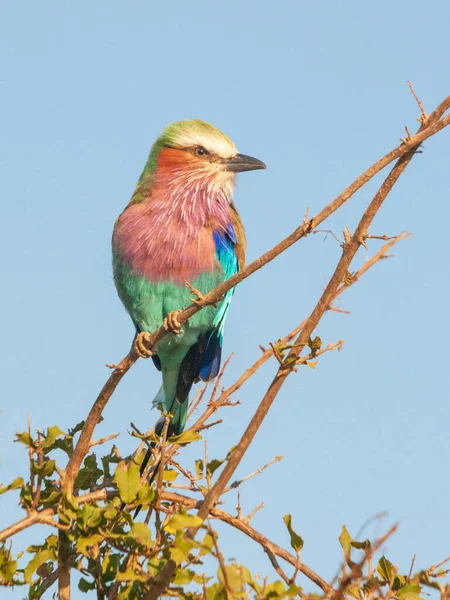 Wałek Liliowymi Piersiami Coracias Caudata Parku Narodowym Kruger Republice Południowej — Zdjęcie stockowe