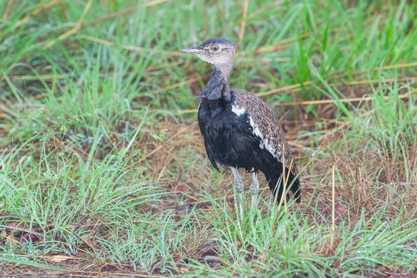 Red Crested Korhaan Lophotis Ruficrista Sotto Pioggia Nel Kruger National — Foto Stock