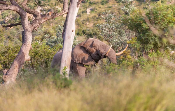 Magnífico Elefante Presa Loxodonta Africana Lado Loop Matjulu Perto Berg — Fotografia de Stock
