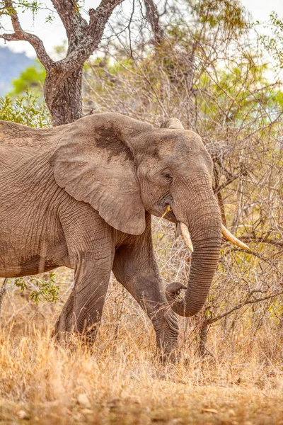 Portrait Elephant Bush Kruger National Park South Africa — Stock Photo, Image