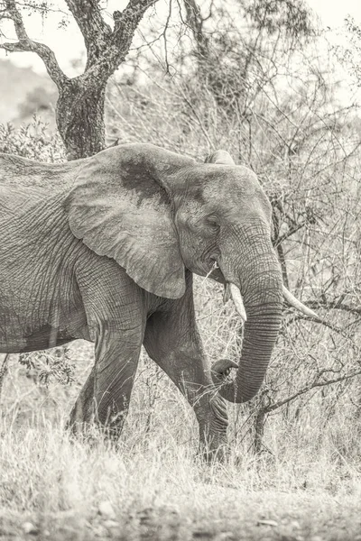 Retrato Elefante Mato Parque Nacional Kruger África Sul — Fotografia de Stock