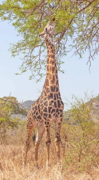 Een Mannelijke Giraffe Giraffa Camelopardalis Bladert Door Het Kruger National — Stockfoto