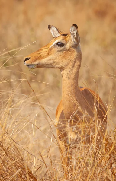 Retrato Uma Ovelha Impala Aepyceros Melampus Parque Nacional Kruger África — Fotografia de Stock