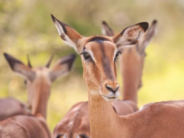Portret Impala Ewe Aepyceros Melampus Parku Narodowym Kruger Republika Południowej — Zdjęcie stockowe