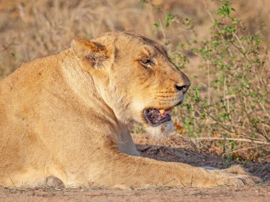 Yetişkin bir dişi aslan Güney Afrika 'daki Kruger Ulusal Parkı' nda avlandıktan sonra dinleniyor..