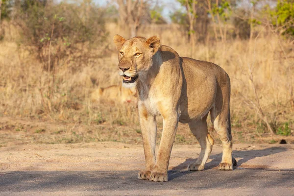 Czujna Dobrze Odżywiona Dorosła Lwica Parku Narodowym Kruger Rpa — Zdjęcie stockowe