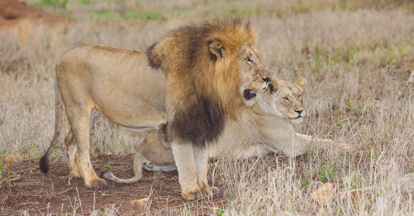 在南非克鲁格国家公园 一对狮子夫妇在黎明时分 — 图库照片