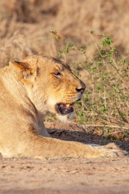 Yetişkin bir dişi aslan Güney Afrika 'daki Kruger Ulusal Parkı' nda avlandıktan sonra dinleniyor..