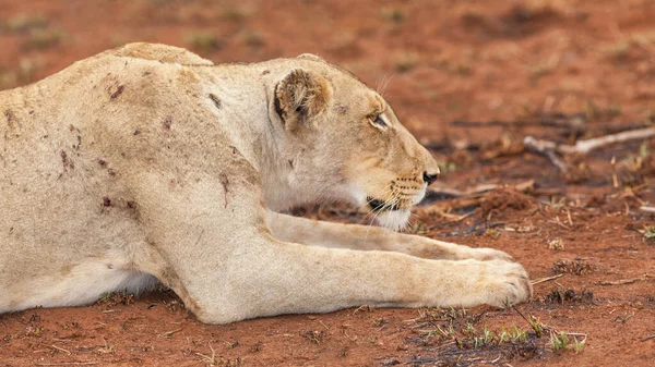 Portrait of a battle-scarred lioness resting near a kill in the Kruger National Park in South A frica.