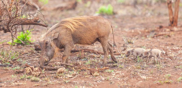 Uma Fêmea Warthog Phacochoerus Aethiopicus Com Seus Três Leitões Reboque — Fotografia de Stock