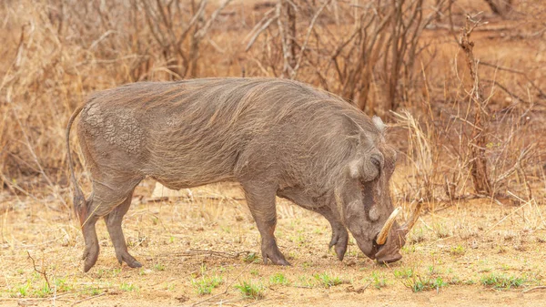 Ein Warzenschwein Phacochoerus Aethiopicus Weidet Kruger Nationalpark Südafrika — Stockfoto