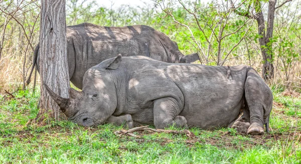 Λευκοί Ρινόκεροι Ceratotherium Simum Που Αναπαύονται Στο Εθνικό Πάρκο Kruger — Φωτογραφία Αρχείου