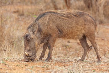 Güney Afrika 'daki Kruger Ulusal Parkı' nda otlayan bir yaban domuzu (Phacochoerus aethiopicus)..