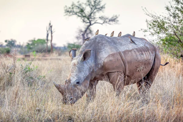 White Rhino Ceratotherium Simum Red Billed Ocpeckers Its Back Grazing — Stock Photo, Image