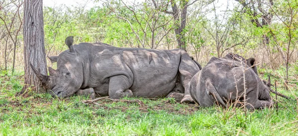 南非克鲁格国家公园里停着一对白犀牛 Ceratotherium Simum — 图库照片