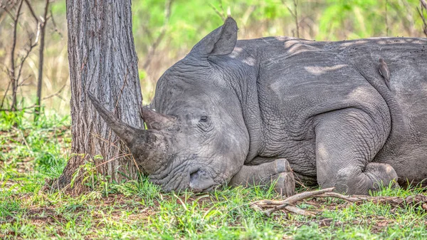 Primer Plano Rinoceronte Blanco Ceratotherium Simum Descansando Parque Nacional Kruger — Foto de Stock