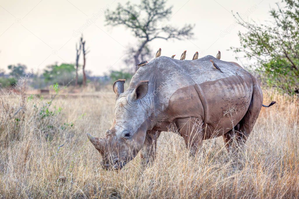 A white rhino (Ceratotherium simum), with red-billed ocpeckers on its back, grazing in the Kruger National Park, South Africa.