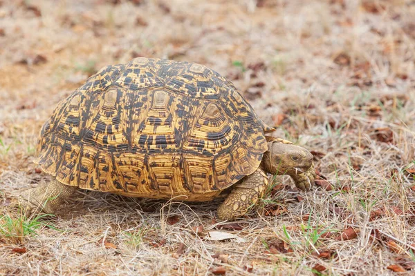 The leopard tortoise (Stigmochelys pardalis) is a large and attractively marked tortoise found in the savannas of eastern and southern Africa, from Sudan to the southern Cape.