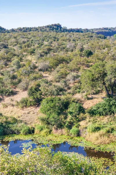 Ett Buskage Landskap Från Wanetsi Lookout Kruger National Park Sydafrika — Stockfoto