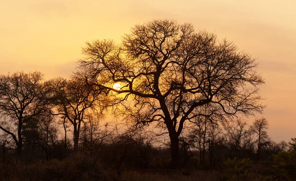 Güney Afrika Daki Kruger Ulusal Parkı Nda Gün Doğumuna Karşı — Stok fotoğraf