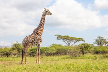 UMkhuze KZN Parkı, KwaZulu-Natal, Güney Afrika 'da olgun bir erkek zürafa (Giraffa camelopardalis).