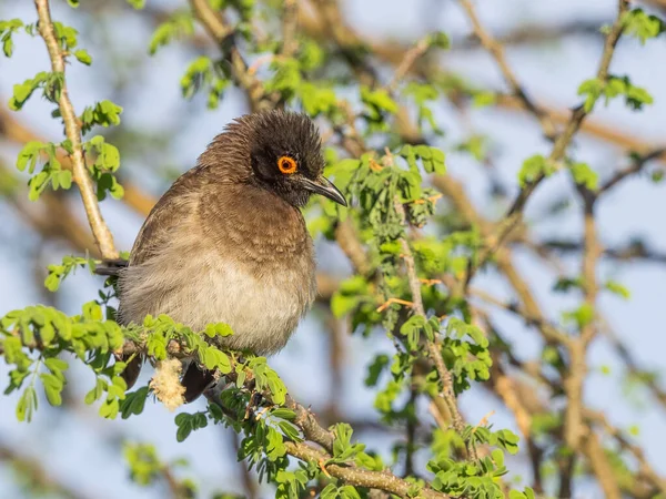 Bulbul Dagli Occhi Rossi Africani Parco Nazionale Augrabies Falls Nella — Foto Stock