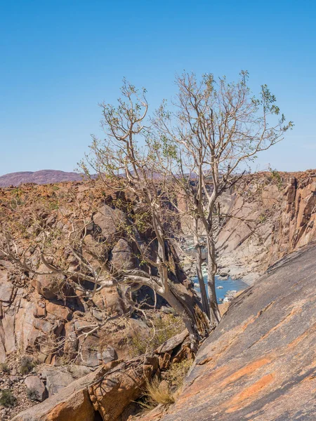 Albero Affaccia Sulla Gola Dell Orange River Sotto Cascata Nel — Foto Stock